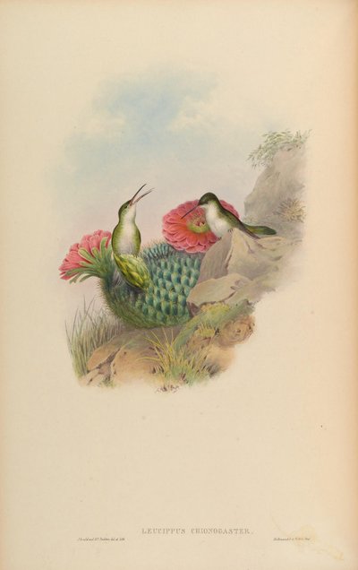 Leucippus chionogaster = Amazilia chionogaster - John Gould